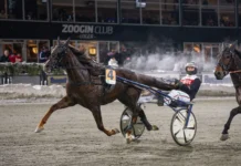 Inför V86 (jackpot): ”Tjock och välmående – stor överraskning om han vinner” staro royal mark mal 1440x959 jpg