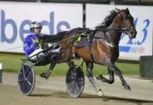 Nöjd med sista jobbet inför Elitloppet the locomotive foto club menangle 1440x960 jpg
