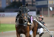 Inför V86: Stenströmer med heta bud i Åmål: ”Hästen att slå från ledningen” great time trot segerdefilerar 1440x1000 jpg