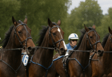 Viktiga siffror som påverkar dina val på V86 – Så funkar det horses2