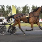 Inför V75: Norrbottniskt skrällbud med formen på topp king of djazz heat 1440x960 jpg