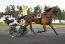 Inför V75: Norrbottniskt skrällbud med formen på topp king of djazz heat 1440x960 jpg