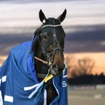 Inför V86: Formstarka kort från Norge utmanar under Solvallas toppkväll maharasha efter segern 1440x926 jpg