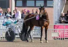 Inför V86: ”Francesco Zet tog rejält stryk av Elitloppet – blev sliten” francesco zet innan final 1440x960 jpg