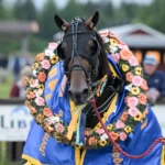 Inför V75 LÖRDAG: Hagoort rapporterar allt väl med den urstarke vinnartypen hades de vandel med lagerkrans 1440x1050 jpg