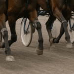Så påverkas travlopp av väderförhållanden horses3