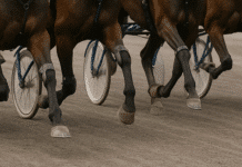 Så påverkas travlopp av väderförhållanden horses3