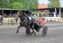 Inför V86: ”Vi hoppas att han ska utvecklas till en elithäst” ness tjo tyr mal 1440x959 jpg