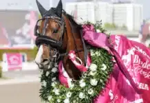Inför V75 SOLVALLA: ”Han kommer vara 20 meter bättre nu” wise guy med krans 2 720x480 jpg