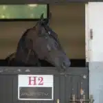 Heroisk Borups Victory klar för Prix d’Amerique borups victory vincennes stallbacke 00565 1440x869 jpg
