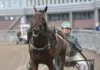 Sportsligt lysande omgång på V85 på Solvalla och multijackpot nästa lördag dream mine efter segern 2 1440x1043 jpg