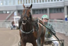 Sportsligt lysande omgång på V85 på Solvalla och multijackpot nästa lördag dream mine efter segern 2 1440x1043 jpg