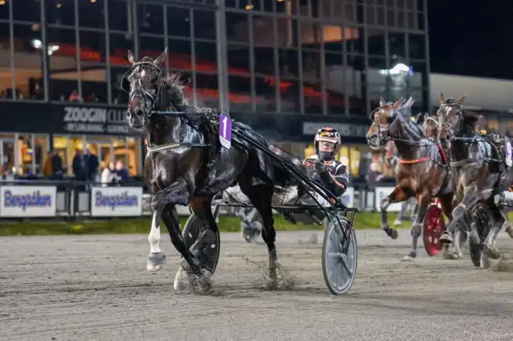 gangster vendil malgang 1440x960 jpg