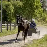 Segerlöse Lapp Love i karriärens 206:e start lapp love 1440x1088 jpg