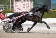 Inför V85 BERGSÅKER: Ändrad utrustning kan ge publikfavoriten ny växel manlykke a.m. varmn 1440x960 jpg