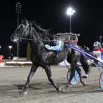 Inför V85 (söndag): Nye kallblodsstjärnan Baias: ”Bara blivit bättre och bättre” baias segerdefilering 1 1440x1017 jpg