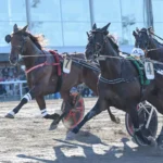 Inför V85 SOLVALLA: ”Tror han kommer kliva upp i högsta klassen i år” eldorado jet utvandigt kipketer mearas 1440x998 jpg