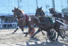 Inför V85 SOLVALLA: ”Tror han kommer kliva upp i högsta klassen i år” eldorado jet utvandigt kipketer mearas 1440x998 jpg