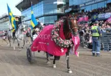 Regerande mästaren Go on Boy klar för Elitloppet go on boy segerdefilering 1440x975 jpg (1)