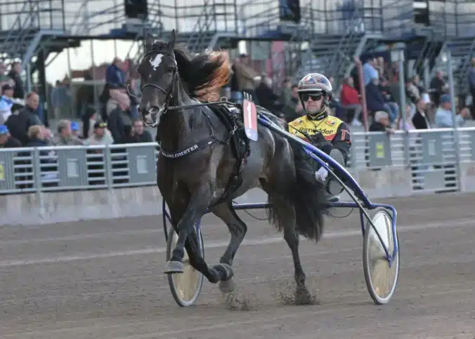 majblomster 1440x1029 jpg