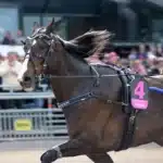 Inför V85 BJERKE: Inleder storloppssäsongen i Oslo mellby jinx i lopp 1440x982 jpg