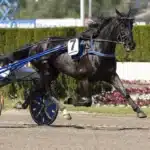 Tvåa i fjol – Betting Pacer till Finlandia-Ajo betting pacer heat 2 1440x960 jpg
