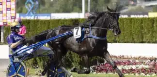Tvåa i fjol – Betting Pacer till Finlandia-Ajo betting pacer heat 2 1440x960 jpg