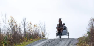 Inför V85 UMÅKER: Tog storslam i fjol – nu är Årets Häst Dream Mine tillbaka dream mine victor s sundgren. 02086 1440x960 jpg