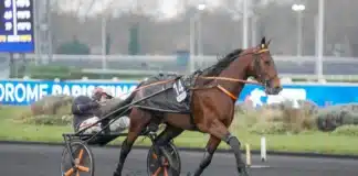 Jabalpur fick åttonde platsen i Elitloppet jabalpur gabriele gelormini 9269 1440x939 jpg