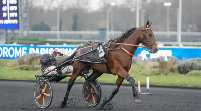 Jabalpur fick åttonde platsen i Elitloppet jabalpur gabriele gelormini 9269 1440x939 jpg