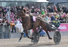 Formbesked från Finlands elitloppshäst massimo hoist 1440x1047 jpg