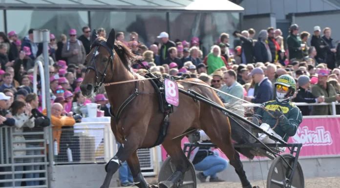 Formbesked från Finlands elitloppshäst massimo hoist 1440x1047 jpg