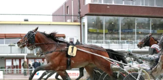 Inför V85 BOLLNÄS: Norsk optimism: ”Inte alls förvånad om han vinner” petho mal 1440x921 jpg