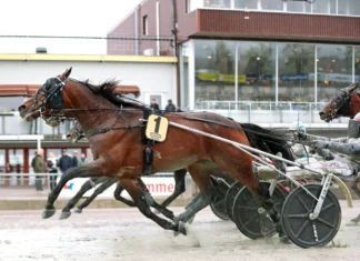 petho mal 1440x921 jpg