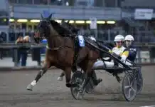 Inför V86: ”Lillprinsen” kan göra vårfavorit i repris prince of euro mal 1440x859 jpg