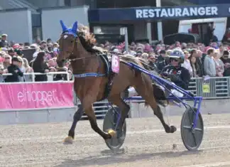 Inför V85: Elitloppsgenrep i Tingsryd a fair day 1440x1034 jpg