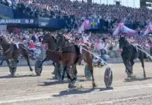 Eftersnack Elitloppssöndagen: 1.07,1 – Allegiant utomjordisk i Elitloppet 2026 allegiant mal elitloppet 1440x830 jpg