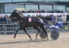 Inför V86: Skor och vanlig vagn på Borups Victory i genrepet – ”Vill ha maximal effekt till Elitloppet” borups victory 6 1440x990 jpg