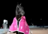 Borups Victory möter Don Fanucci Zet på Solvalla don fanucci zet efter segern 2 1440x951 jpg