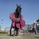 Startar i Elitloppet för sjätte gången don fanucci zet med lagerkrans 3 1440x821 jpg