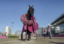 Startar i Elitloppet för sjätte gången don fanucci zet med lagerkrans 3 1440x821 jpg