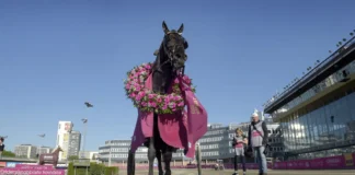 Startar i Elitloppet för sjätte gången don fanucci zet med lagerkrans 3 1440x821 jpg