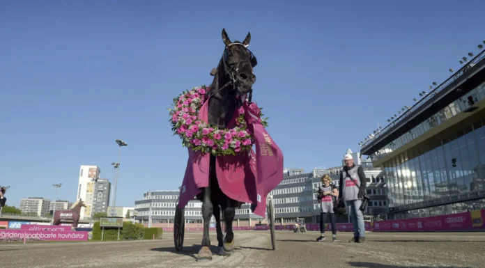 Startar i Elitloppet för sjätte gången don fanucci zet med lagerkrans 3 1440x821 jpg