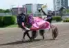 Mini Elitloppet till Gransjöns Krumleur – efter stor dramatik gransjons krumelur segerdefilerar 1440x1009 jpg