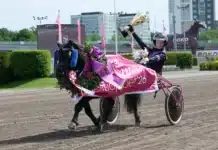 Mini Elitloppet till Gransjöns Krumleur – efter stor dramatik gransjons krumelur segerdefilerar 1440x1009 jpg