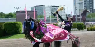 Mini Elitloppet till Gransjöns Krumleur – efter stor dramatik gransjons krumelur segerdefilerar 1440x1009 jpg