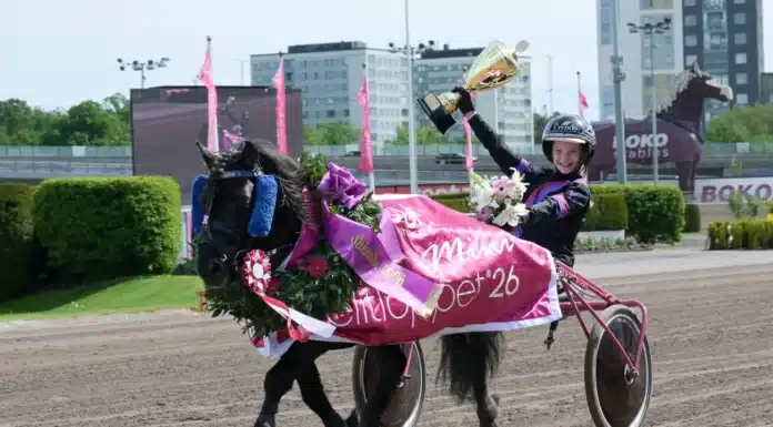 Mini Elitloppet till Gransjöns Krumleur – efter stor dramatik gransjons krumelur segerdefilerar 1440x1009 jpg