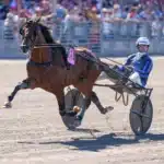 Elitloppshästar genrepar i Frankrike idao de tillard clement duvaldestin 06847 1440x960 jpg (2)