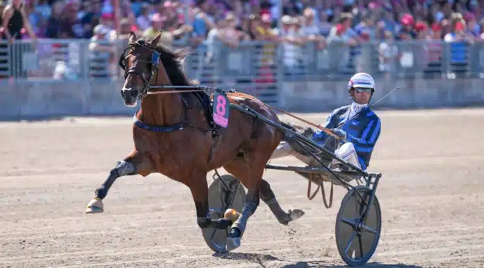 Elitloppshästar genrepar i Frankrike idao de tillard clement duvaldestin 06847 1440x960 jpg (2)