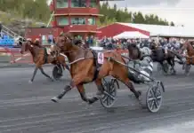 Inför V85 SOLVALLA 30 maj 2026: ”Självklart ska han vara favorit” jackpot mearas malgang 1440x960 jpg